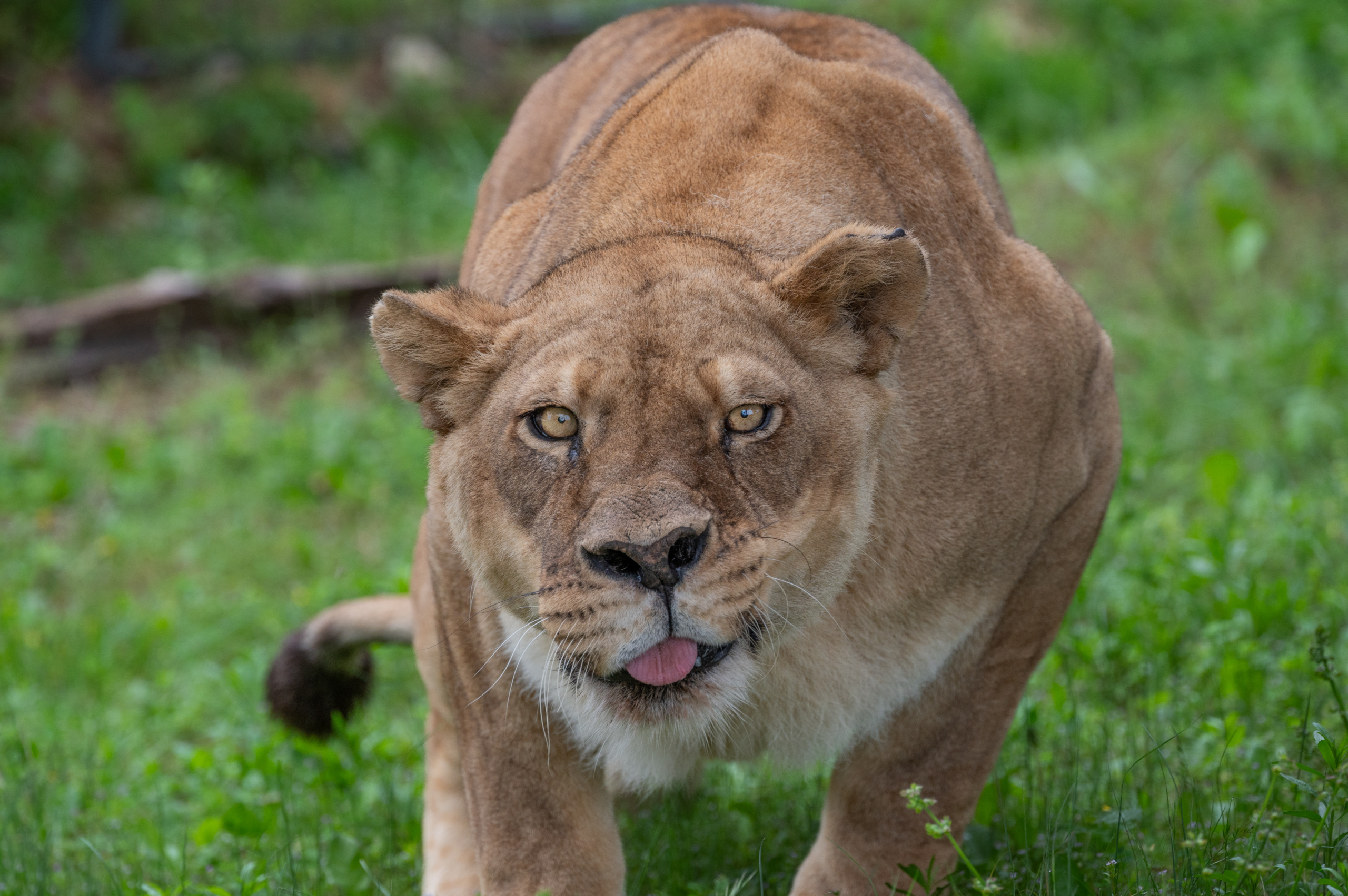 Lion resting on the ground