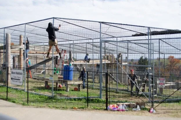 Workers building a habitat for rescued animals